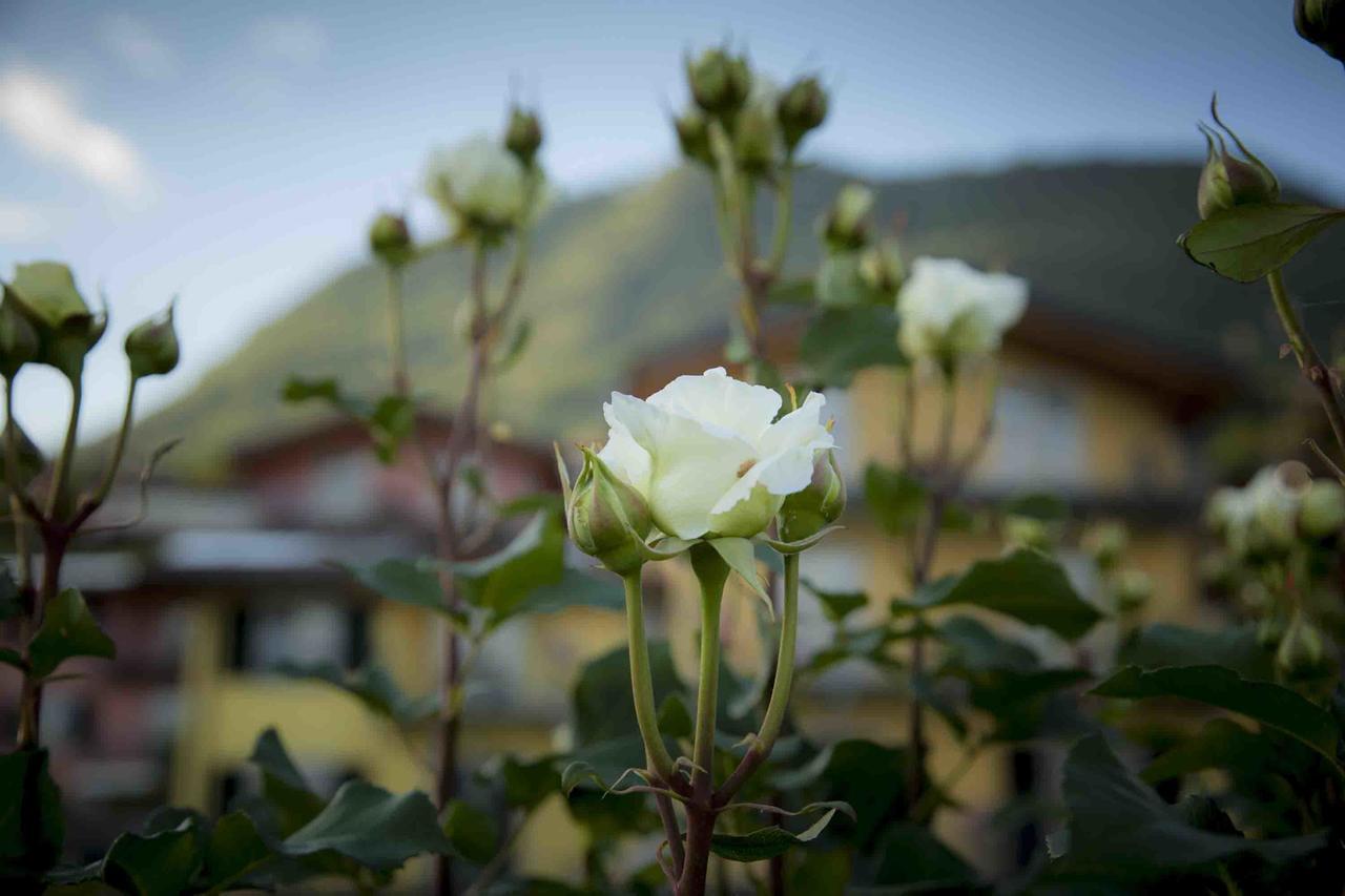 Ferienwohnung La Collina Degli Ulivi Vercana Exterior foto